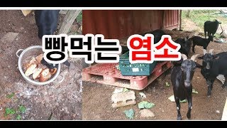 먹빵 빵먹는 염소 염소들의 아침식사 팔공산 조경과 구들장