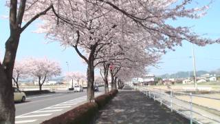 鹿沼市 さつき大通り 満開の桜並木 2011年4月16日