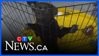 Parachutes for Pets opening a shelter in Edmonton