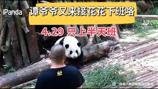 4.29只上半天班小叶子拿花花当靠垫谭爷爷中午又来接花花下班咯【小柒V5】