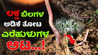 ಈ ಅಡಿಕೆ ತೋಟದಲ್ಲಿವೆ ಲಕ್ಷ ಲಕ್ಷ ಎರೆಹುಳುಗಳು | How to get earthworms in farm land? #arecanut