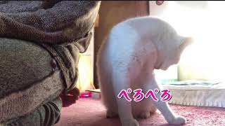 ぺろぺろ　僕は野良猫を飼っています