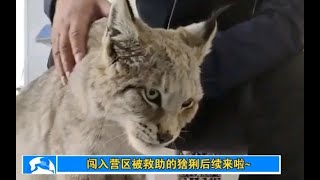 猞猁闯入营区被救助后续来啦~