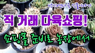 #다육재배농장에서  직거래다육장터 오픈#용인남사그랜드다육