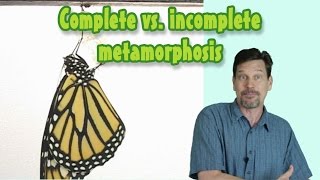 Complete vs. Incomplete Metamorphosis for kids: Larva, pupa, nymph, naiad defined