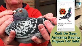 'Champion Lady Anton' The Amazing Racing Pigeon Of Rudi De Saer For Sale In Pipa Pigeons Auction