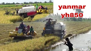 XEM MÁY CẮT LÚA YANMAR YH850 LẦY ĐẤT DẺO VUÔNG TÔM