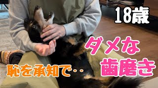 【老犬】歯磨きが出来ないダメな飼い主