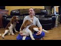 differences between an english and a welsh springer spaniel