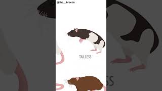 Rat Breeds Part-03 [Tailless]...#rat #animals #rats #animalsoftiktok #animalsworld #fyp #taillessrat