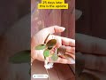 day 1 to 25 days update of grafted rose plant🌹🌹 gardening tips rose plant yt shorts israt s garden