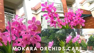 How to care Mokara Orchids Plant in Hindi | Vanda Mokara Orchid | How to grow Orchid Plant