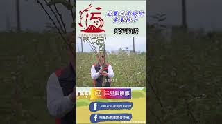 三星銀柳的重要推手-蔡煌濱