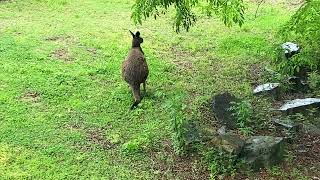 のんほいパーク クロカンガルー