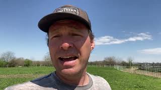 Grass-fed Cattle Challenges | Multi-species Rotational Grazing | Red Devon Cattle