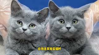 英短蓝猫幼崽价格多少钱一只