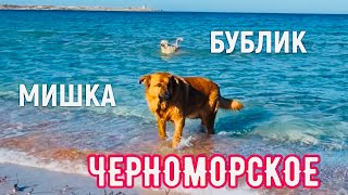 20.01.25 ЧЕРНОМОРСКОЕ! Море сегодня. Бублик и Мишка на месте 🐕💖