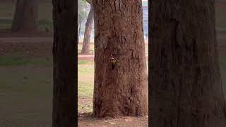 কাঠঠোকরা পাখির খাবার-woody woodpecker having lunch 😂 #shorts #woodywoodpecker #birds