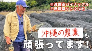 沖縄で減農薬パイナップルを栽培している農家さんに会いに行ってきました！沖縄も頑張ってます！