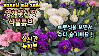 2022년 6월 15일 수요일   예쁜식물들  보면서  수다즐겨봐요 #양재꽃시장 #식물튜브