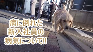 病に倒れた新入社員の病状について。大型犬ゴールデンレトリバーティト