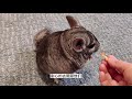 8 things to consider before getting a chinchilla