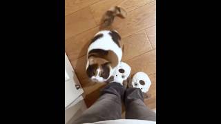 Awwww she’s so happy and excited to see you#funnyvideo #cutecats #cat #catlover #fyp #cutecats