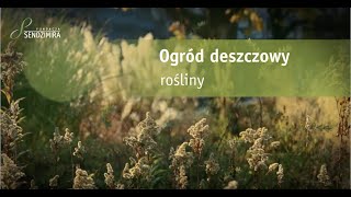 Ogrody deszczowy: Rośliny