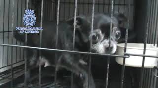 Illegal dog breeders arrested near Madrid