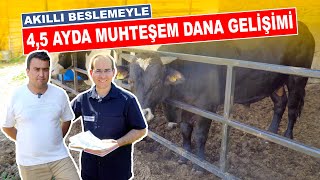 Akıllı Beslemeyle 4,5 Ayda Muhteşem Dana Gelişimi