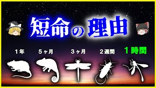 【ゆっくり解説】儚い命…「短命な生き物」ランキング10選を解説