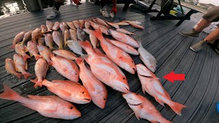 Top 3 BEST Snapper Rigs to Catch MORE Fish!