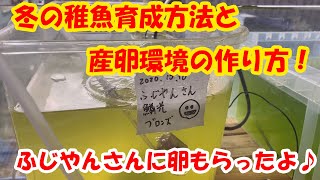 冬の稚魚育成方法と産卵環境の作り方！ふじやんさんに卵もらったよ♪【めだかレビュー】＃１０ ~美心めだか~