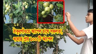 ঠাকুরগাঁওয়ে আপেল চাষে সফলতা, ধরেছে প্রায় ১০০ টি আপেল