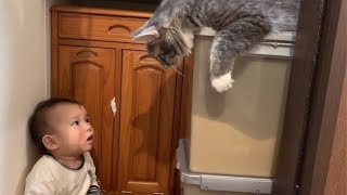 赤ちゃんから感情をぶつけられる猫　ノルウェージャンフォレストキャット　Cats hit by emotions from babies