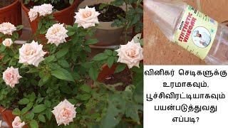 #மாடித்தோட்டம் \