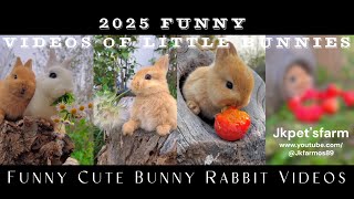 Funny and Cute Baby Bunny Rabbit Videos  - 2025 Funny videos of little bunnies 🐇 🐇| home of pets