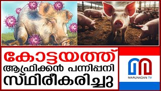 കോട്ടയത്ത് ആഫ്രിക്കന്‍ പന്നിപ്പനി  African swine fever