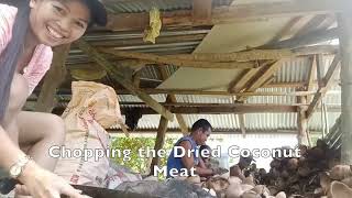 Tablas Island Romblon - Harvesting Coconuts for Making Copra and Making Coconut Oil