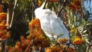 Wild Sulphur crested Cockatoos feeding on Silky oak trees