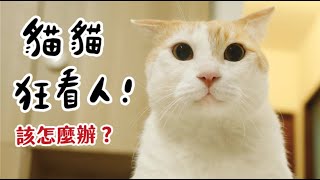 【黃阿瑪的後宮生活】貓貓狂看人！該怎麼辦？