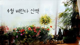 🌱사계절 꽃피는 베란다 정원/애니시다 외목대/제라늄 키우기/영산홍/연못에 금붕어를 키워요