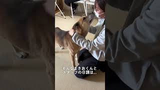 スタッフのハグが大好き【福山】：　里親募集中のワンコ #Shorts #保護犬 #里親募集 #殺処分 #犬 #譲渡 #dog #ピースワンコ #譲渡センター #野犬 #飼育放棄