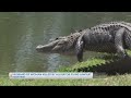 Husband of woman killed by alligator files lawsuit