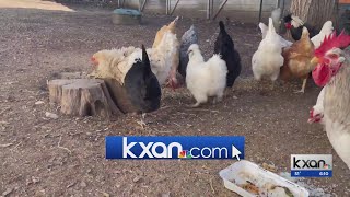 Texas chicken cooping business sees 20% spike in beginners classes amid egg shortage