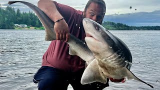 Almost Bit by a Shark in Puget Sound.  Seven Gill Shark.