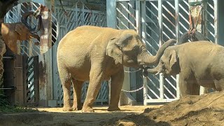 おっぱい飲んで押し稽古もヒートアップのアルンくん【‎2024年‎5月18日】【上野動物園】アジアゾウ