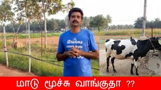 மாடு மூச்சு வாங்குதா ?? || #radhakrishnanfarms