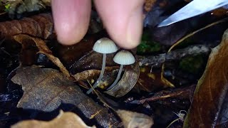 Milking Bonnet (Mycena galopus)