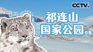 黑颈鹤 雪豹 岩羊 斑头雁 走进祁连山国家公园 感受生命的野性之美！《祁连山国家公园》Qilian Mountain National Park 【CCTV纪录】